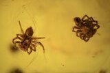 Two Fossil Spiders (Araneae) In Baltic Amber #123364-2